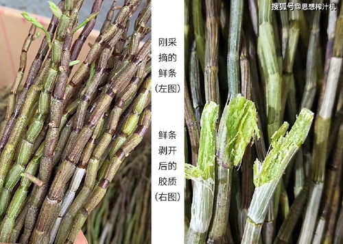 不讓 八大仙草 藏在宮中,更不讓農(nóng)產(chǎn)品賣(mài)難,現(xiàn)代食品工藝能造福兩端